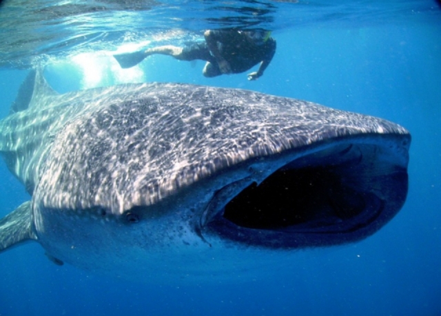 Snorkel con tiburon ballena